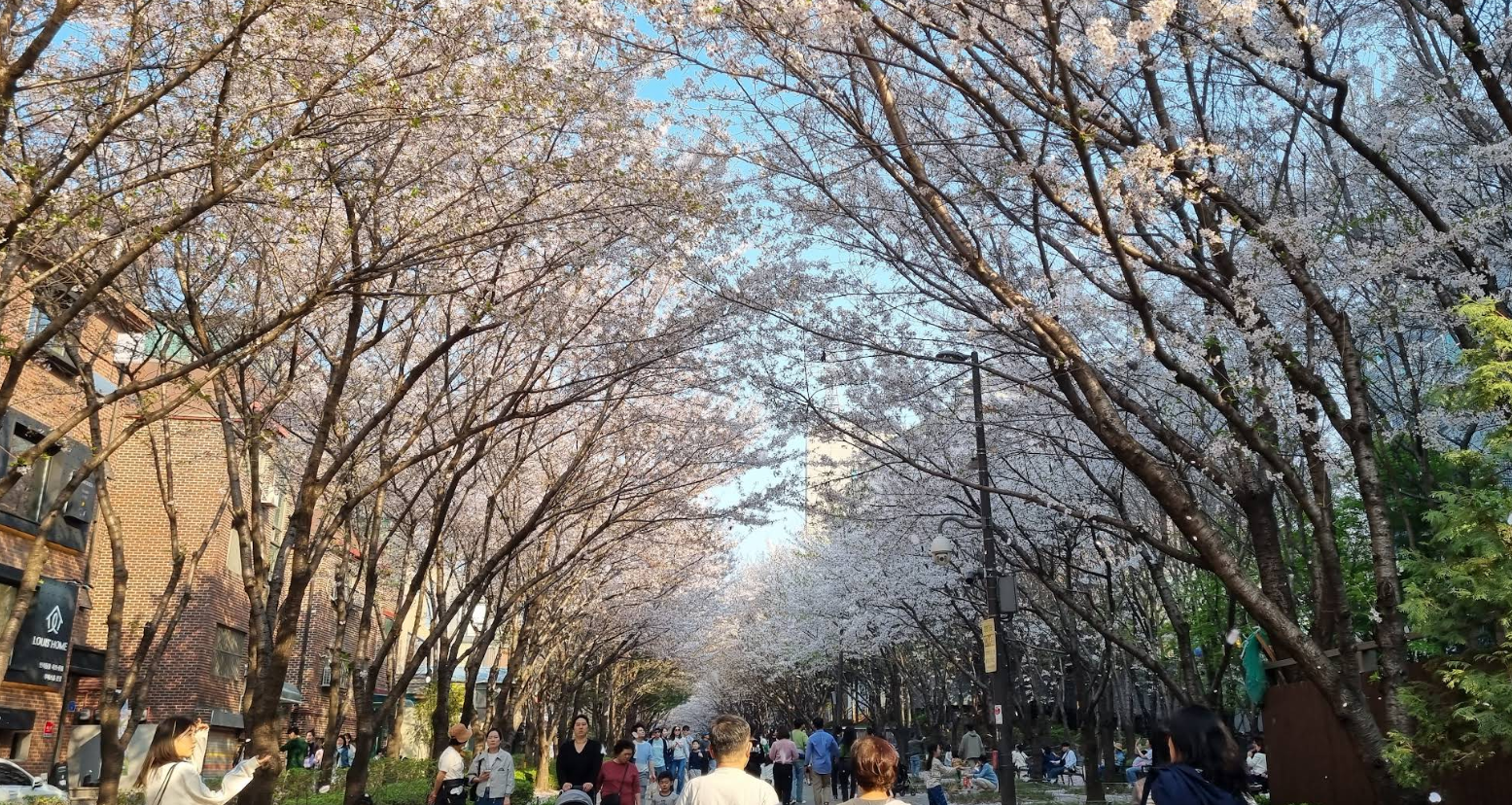 Yeonnam-dong Guide: Cafés, the Gyeongui Line Forest Path & Seoul's Most Liveable Neighbourhood